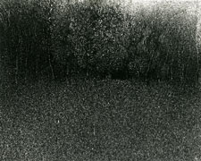 La futaie, paysage turc, 200x250cm, juillet 1979, collection FRAC PACA